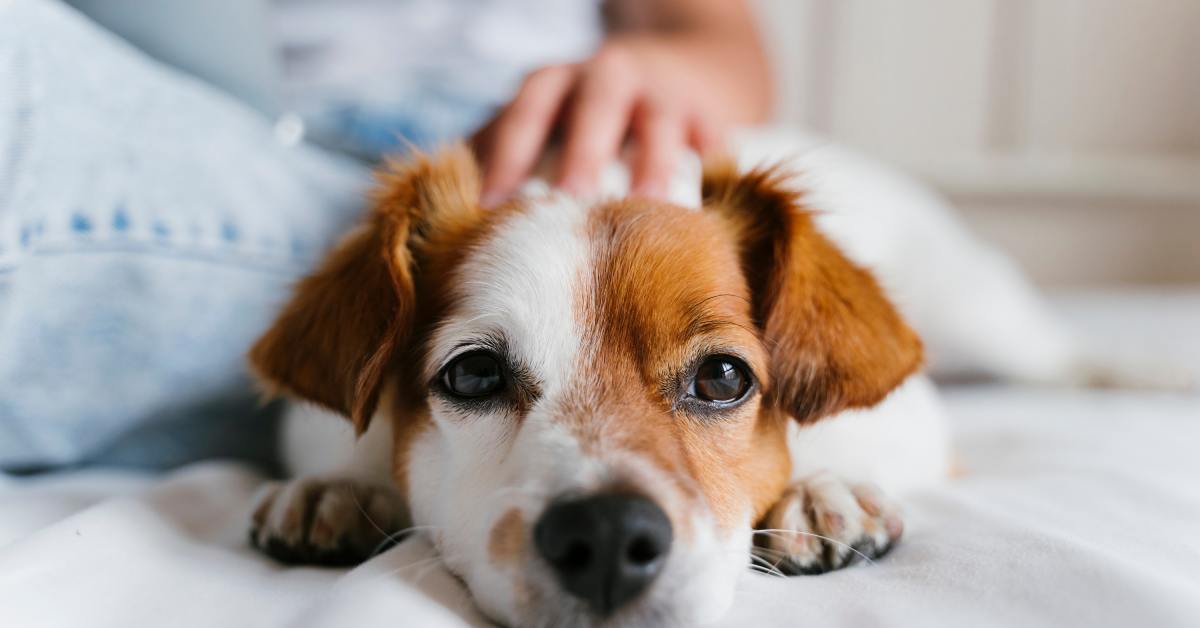 A relaxed puppy lies on a soft bed while a person gently pets its head, depicting comfort and cozy rest for a young dog.
