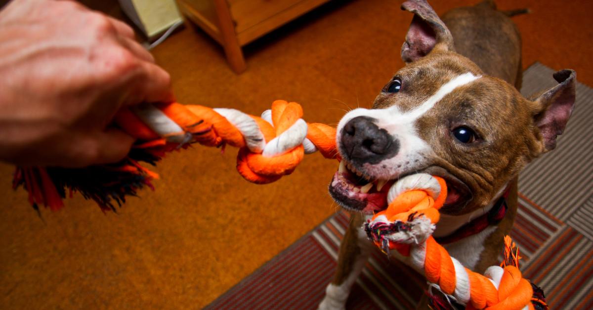 A playful dog tugs on an orange rope toy during indoor play, showing strong chewing behavior and an energetic personality.