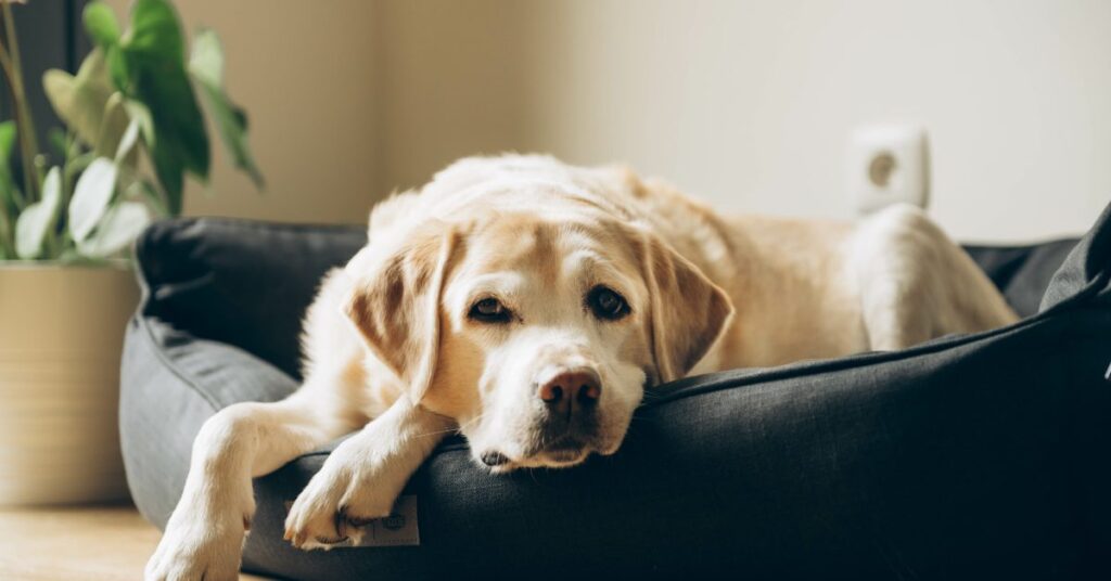 Why Indestructible Dog Beds Use Reinforced Seams