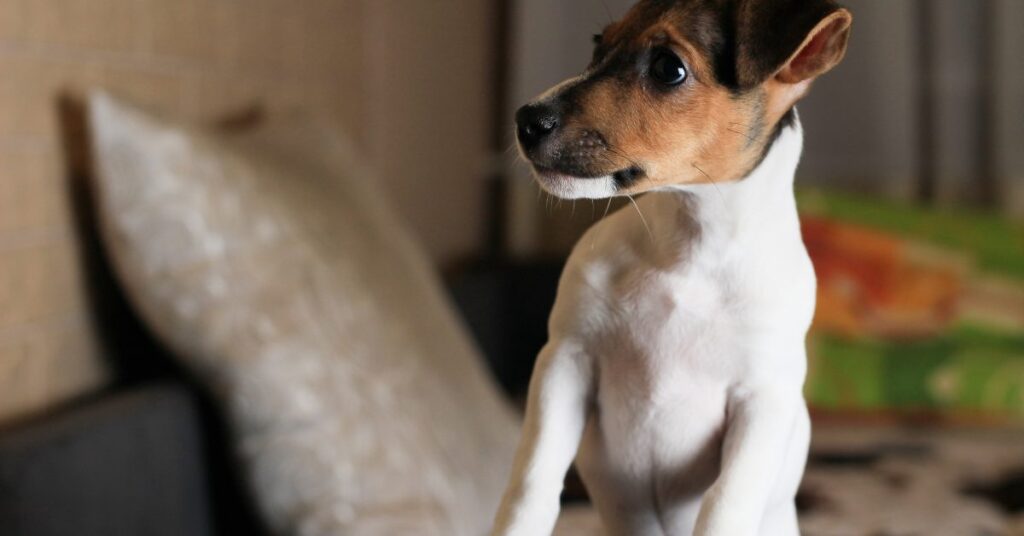 Why Elevated Frames Help Protect Dog Beds from Chewing
