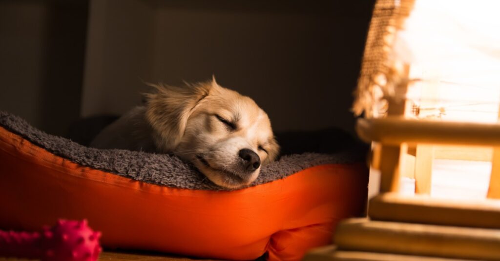 Memory Foam vs. High-Density Foam for Dog Beds