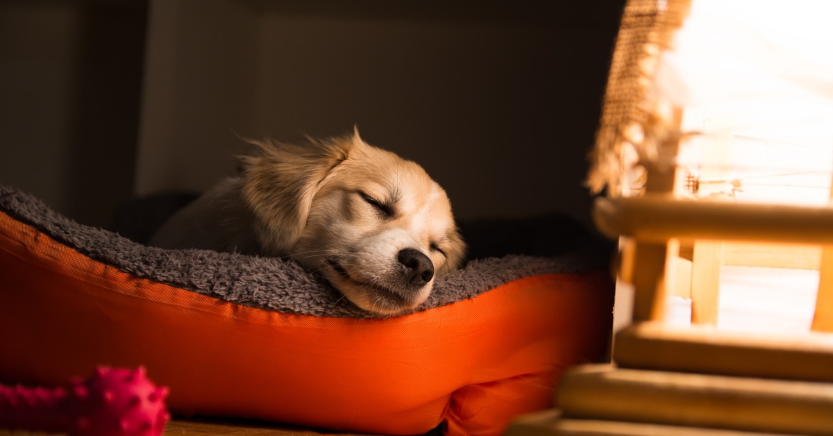 A sleepy golden retriever puppy rests in a cozy orange dog bed on a warm hardwood floor with natural sunlight.