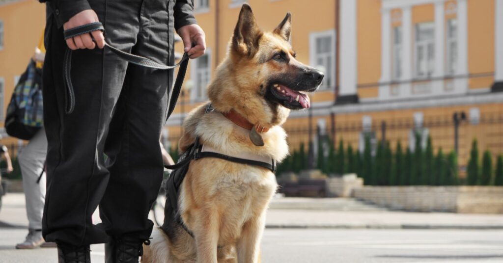 Why Durable Dog Beds Are Ideal for Working Dogs