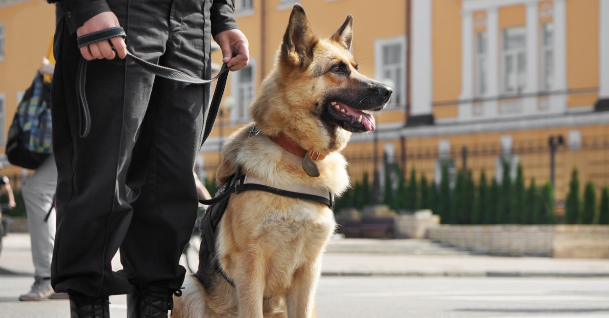 A German Shepherd wearing a black harness sits at attention next to its uniformed handler on a city street.
