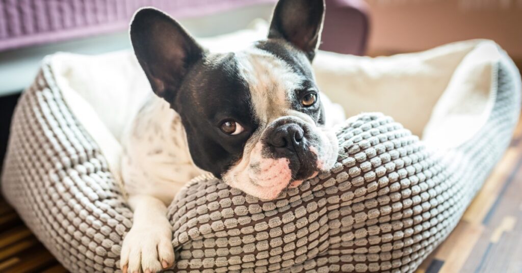 Key Features of a High-Quality Chew-Proof Dog Bed