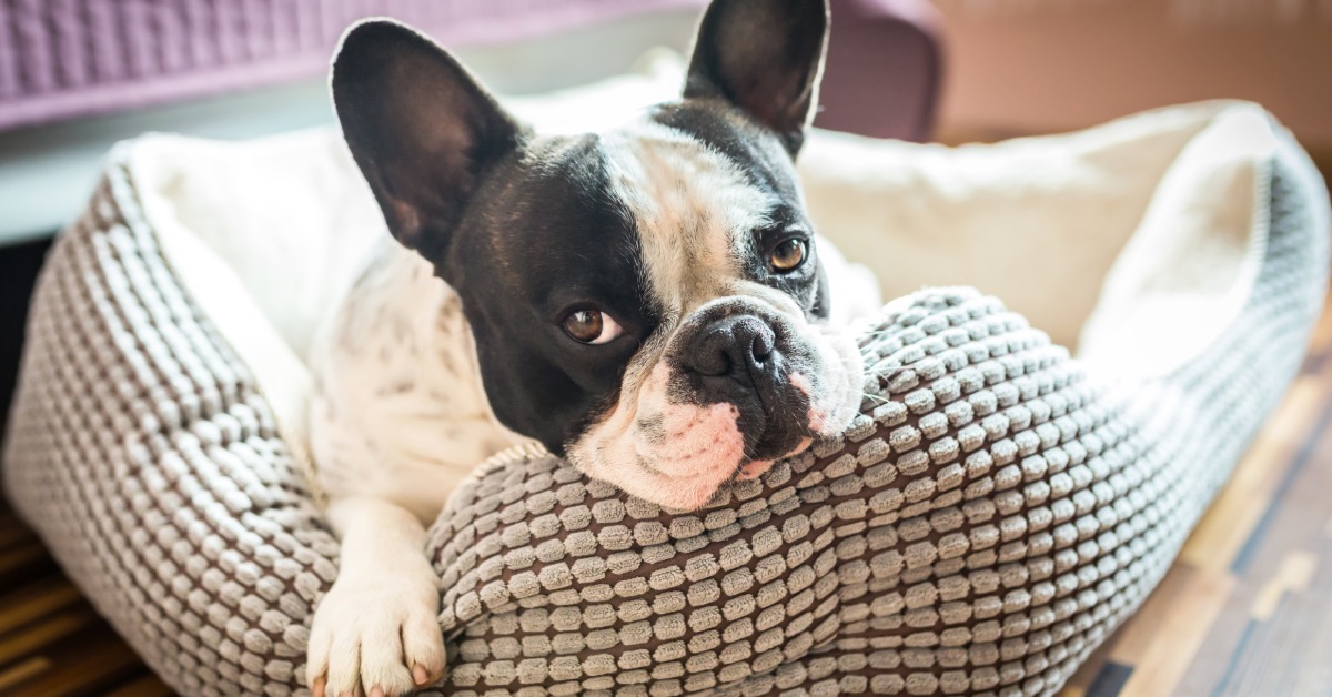 A French bulldog rests its chin on a cushioned gray dog bed in a cozy indoor room with soft natural light.