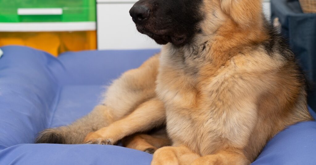 Why Durable Orthopedic Beds Last Longer for Large Dogs