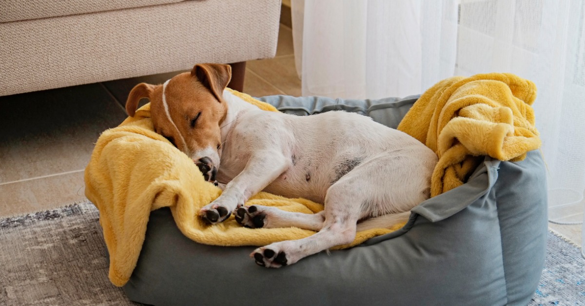 A small Jack Russell terrier sleeping on a dog bed. There is a yellow towel below the dog for more comfort.