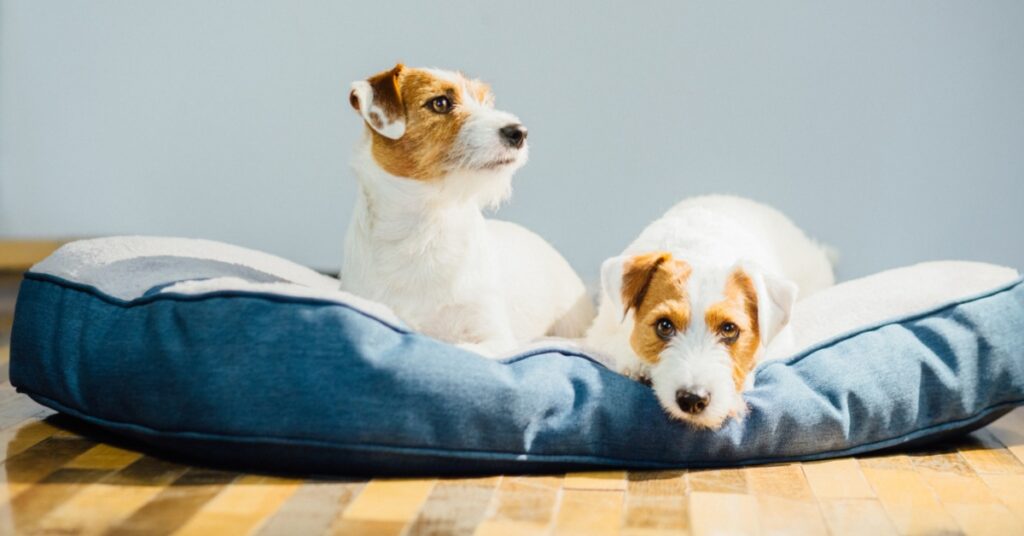 The Role of Foam Thickness in Orthopedic Dog Beds