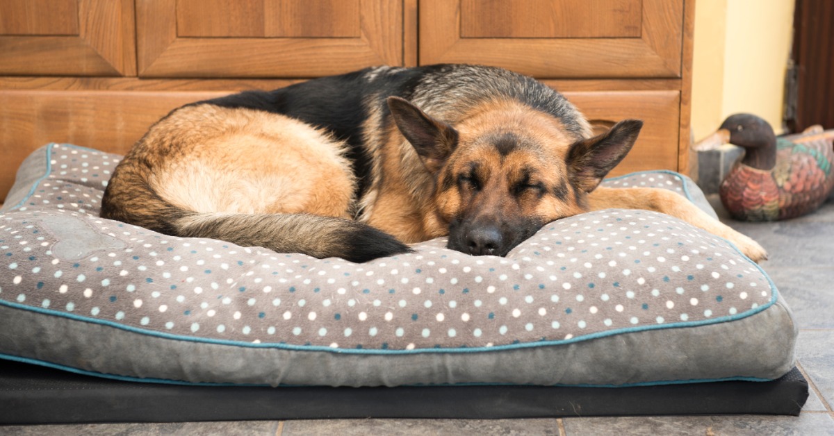 A large German Shepard dog lying on a dog bed that is on top of a soft mat. The bed is in front of several cabinets.