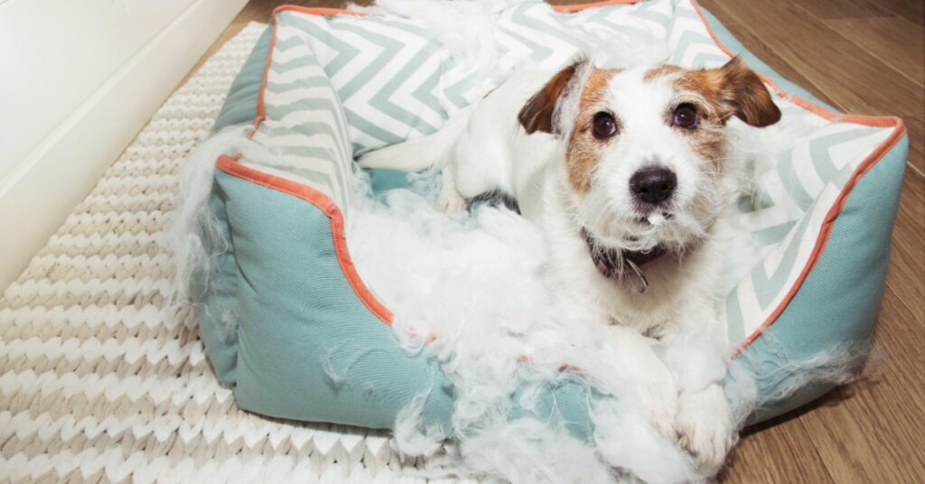 Why Ballistic Nylon Is Popular in Indestructible Dog Beds