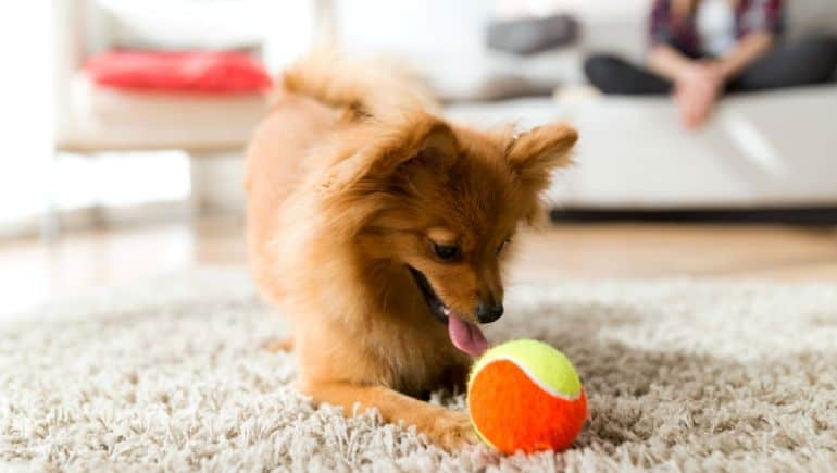 5 Different Ways to Exercise Your Dog Indoors
