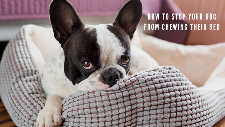 How to Stop Your Dog from Chewing Their Bed