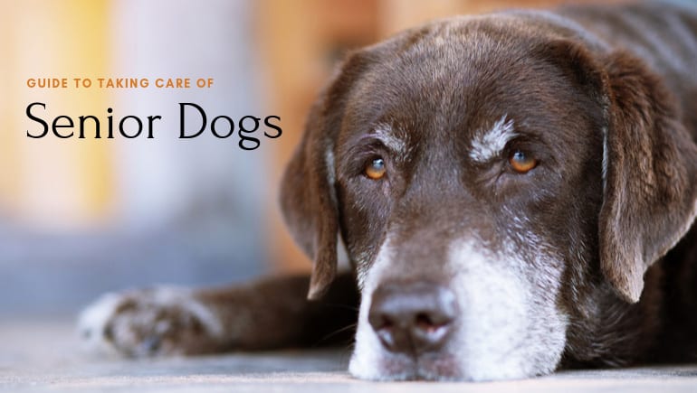 Guide to Taking Care of Senior Dogs