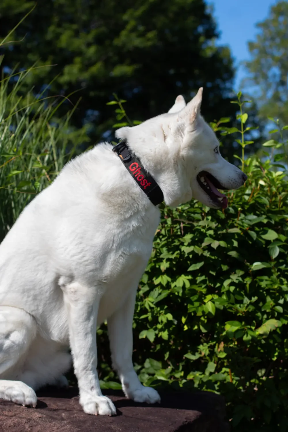 NEW! Personalized 1.5" Air Collar™ - Image 10