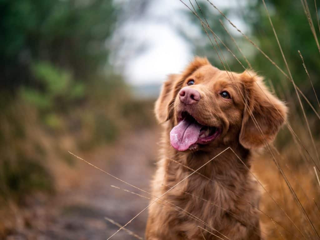 Understanding Dog Chewing Behavior