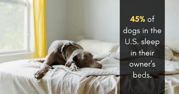 Chew On This: Here’s Why Your Dog Is Destroying Her Bed (And How to Stop Her)