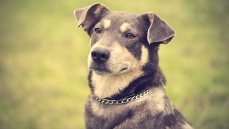 Why Metal Dog Training Collars Are Not Dangerous