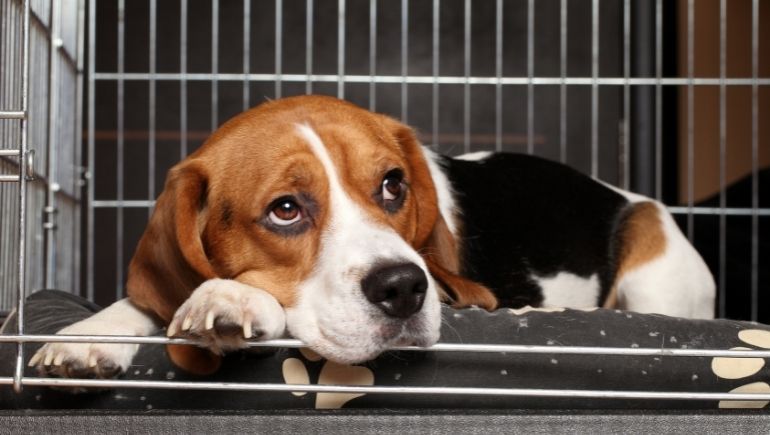 Best way to clean best sale dog crate