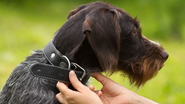 Dog collar on outlet dog