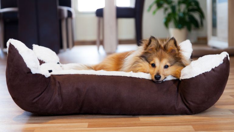 5 Most Common Types of Dog Beds To Consider