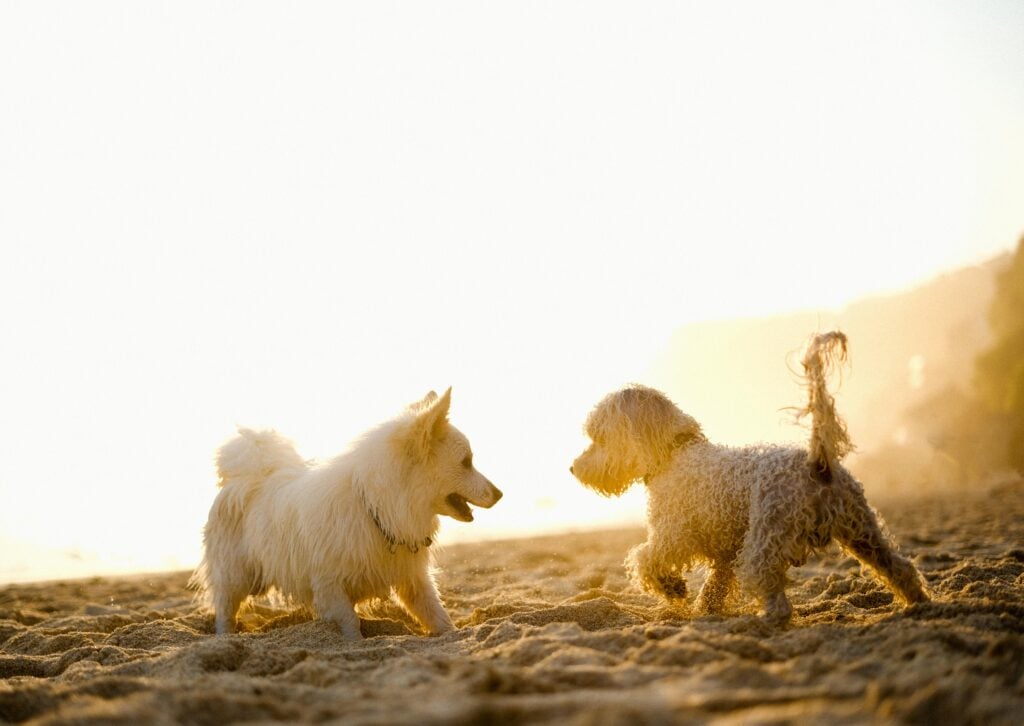 Two Dogs Are Better Than One