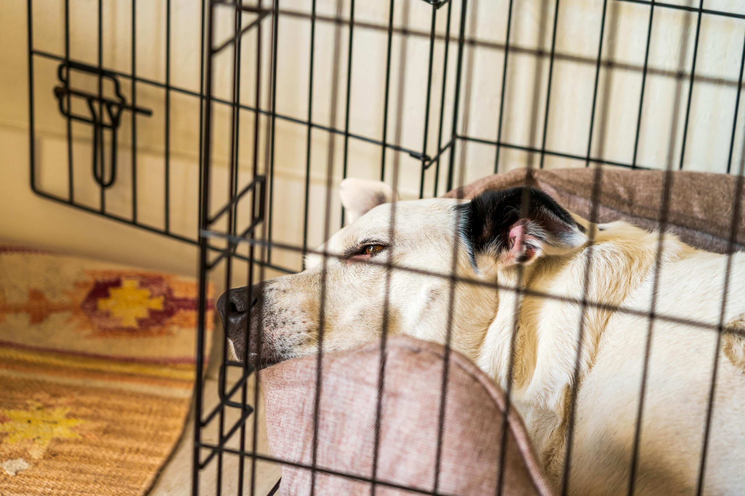 measuring a dog for a crate