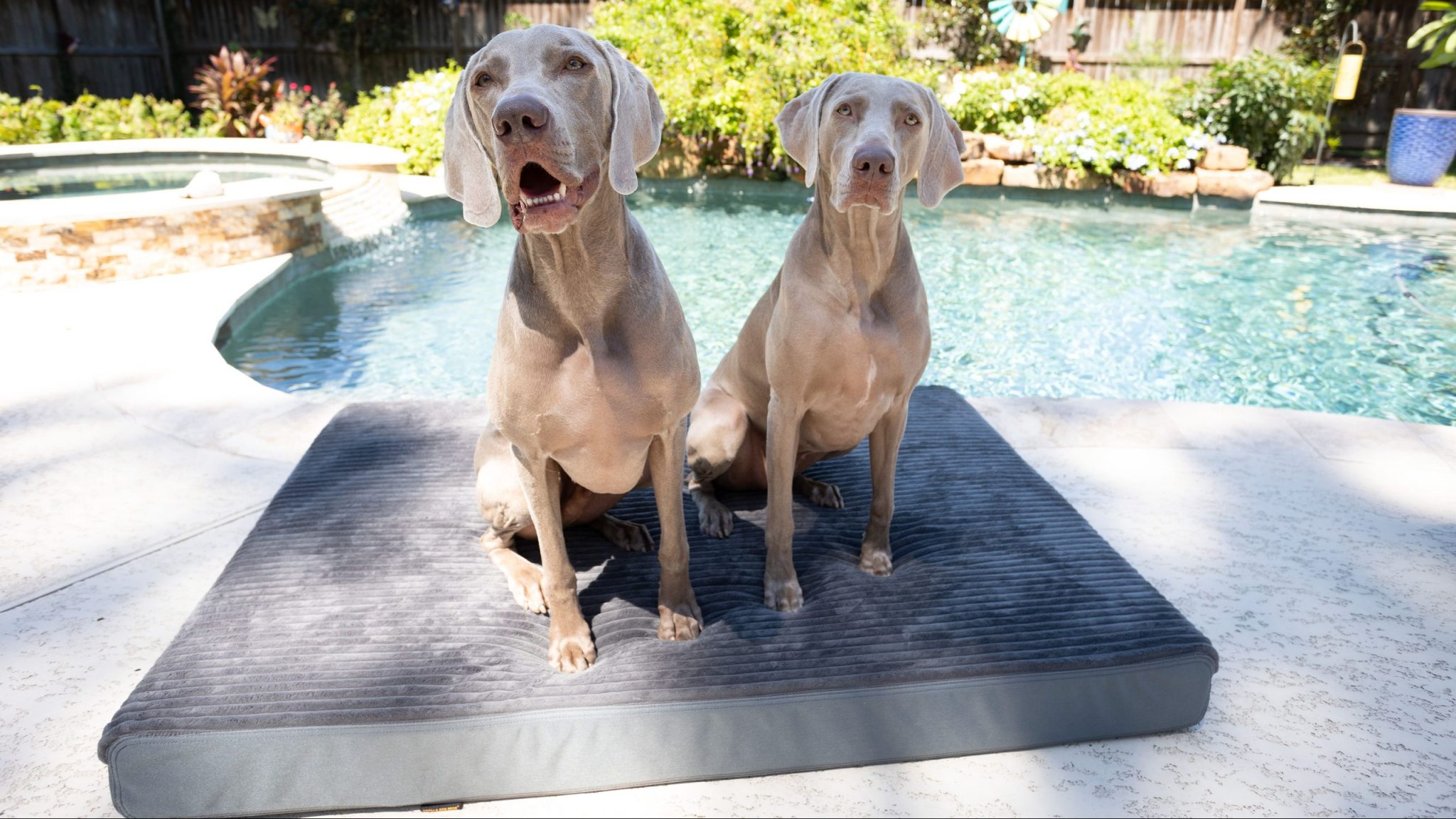 Plush Pup Orthopedic Bed Featuring Cordura® Gorilla Dog Beds®