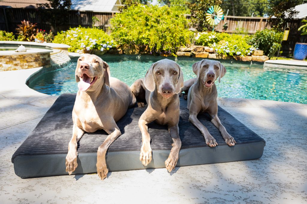 Plush Pup Orthopedic Bed Featuring Cordura® Gorilla Dog Beds®