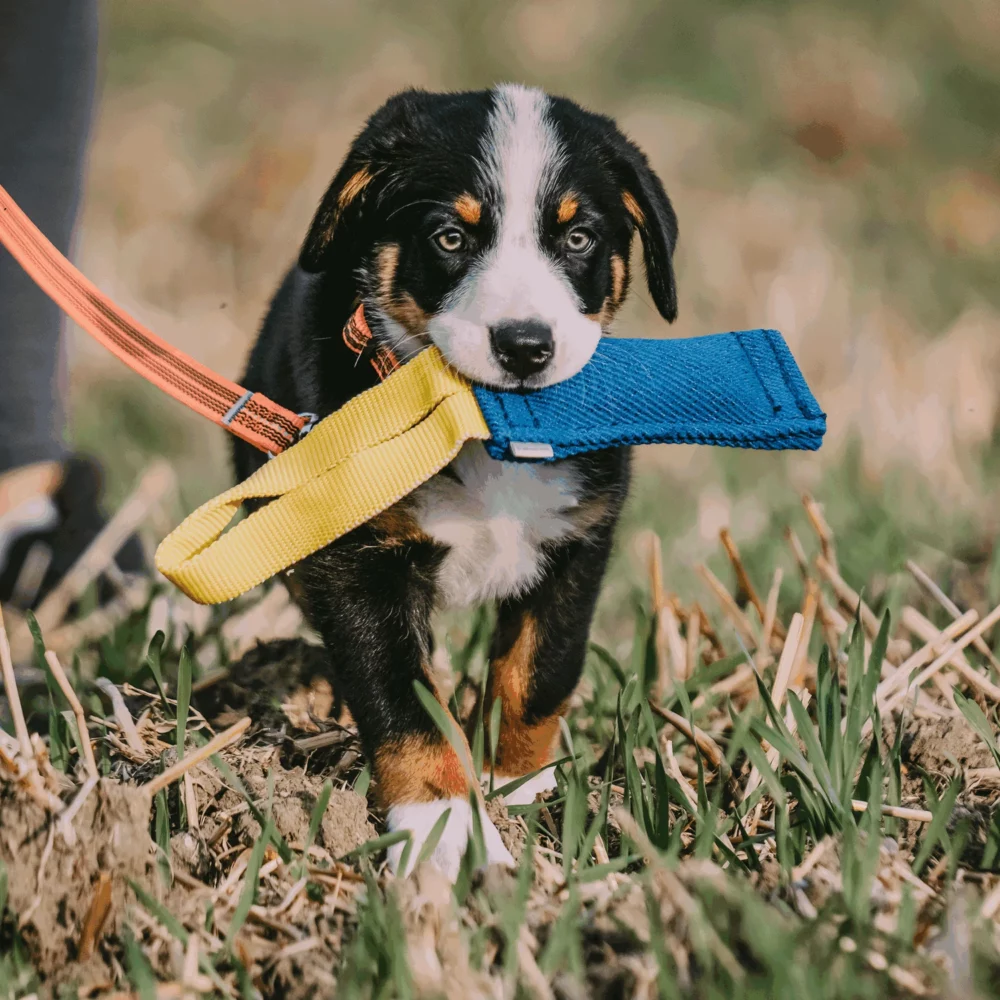 Puppy Dog With Single Strap Bite Tug