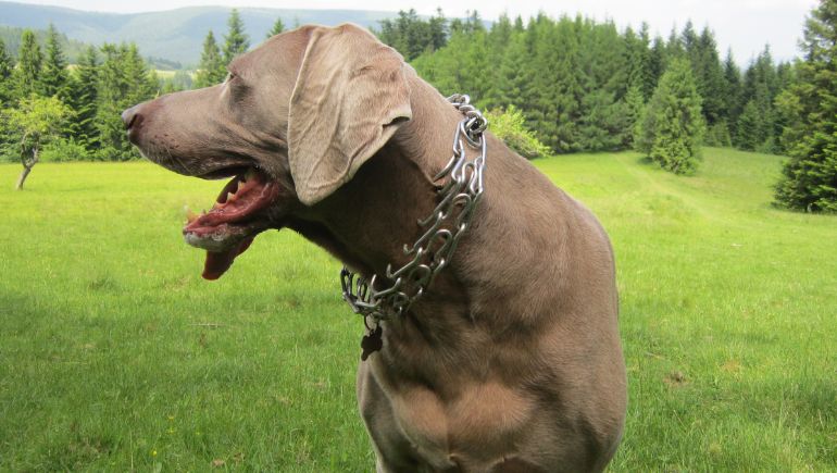 Knowing What Size Prong Collar To Get Your Dog