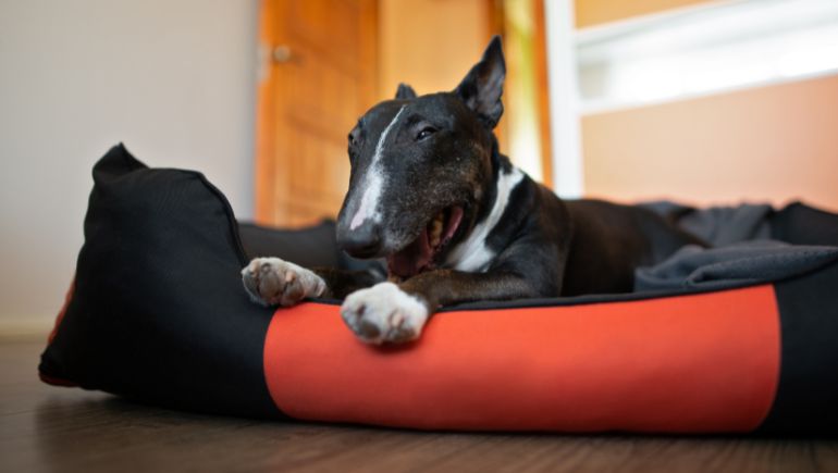What Is the Average Life Span of a Dog Bed?