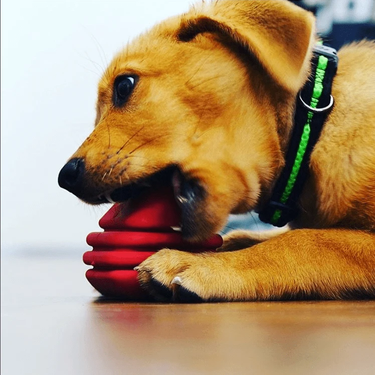 small dog chewing on heart on string toy