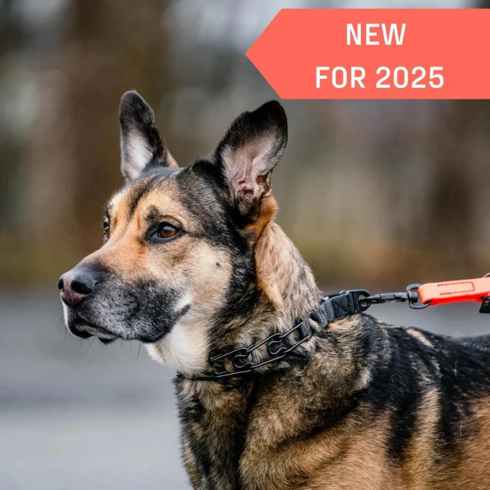 NEW! Herm Sprenger Training Collar with Center-Plate & Spyder Buckle - Image 2