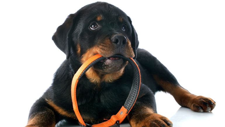 Dog Collar Maintenance: 5 Best Cleaning Tips