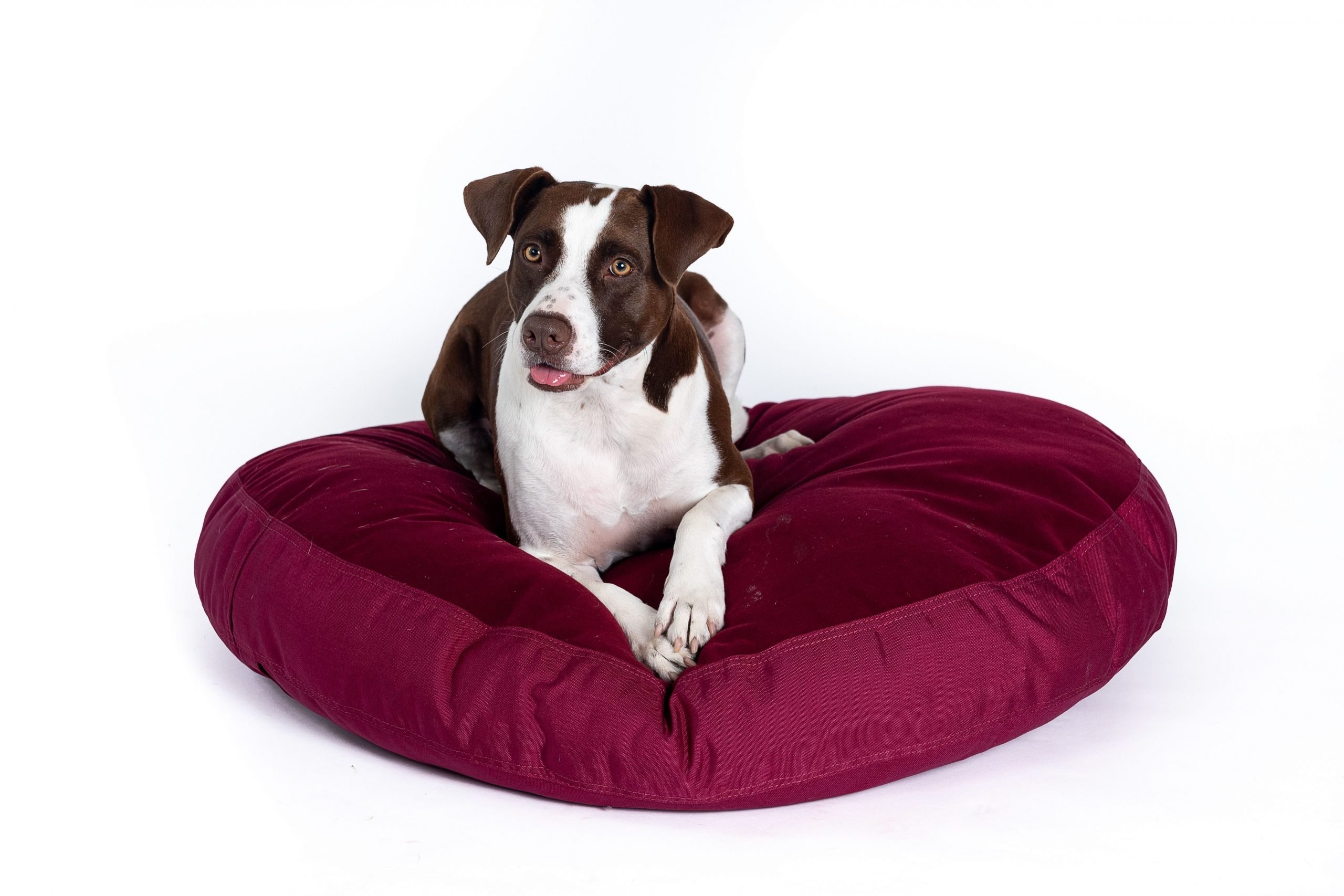 Chew Proof Elevated Dog Bed Cover, Durable and Breathable