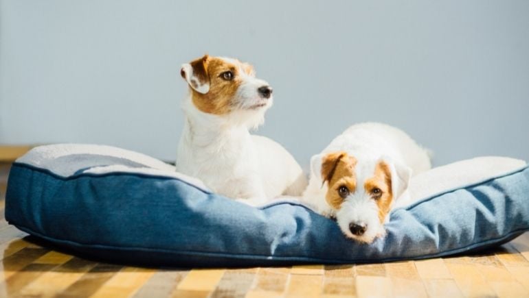 How Your Dog’s Bed Can Impact Their Level of Anxiety