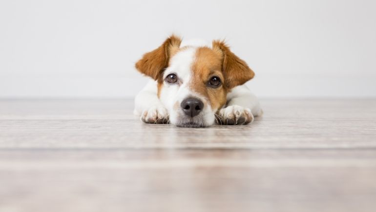 3 Reasons Why Your Dog Is Chewing Their Bed